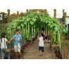 Price: €2.15 - Sementes de Luffa - Esponjaety (Luffa aegyptiaca) - 