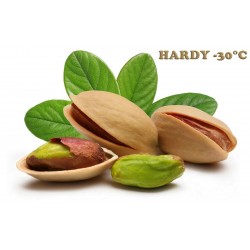 Pistachio Seeds (Pistacia vera) (Antep Pistachio)