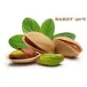 Graines de Pistachier (Pistacia vera)