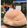 GOLIATH Giant Pumpkin Seeds