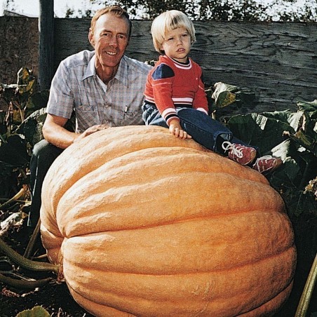 Price: €3 - Semi di zucca gigante GOLIATH -