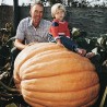 Price: €3 - Semi di zucca gigante GOLIATH - 