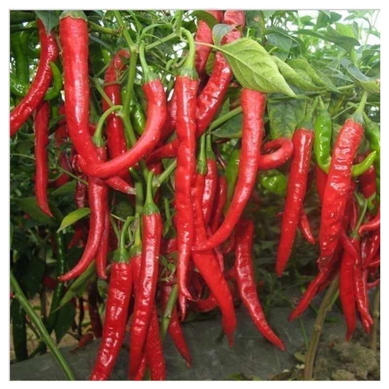 Price: €1.65 - Vulkan Hot Chili Seeds - 