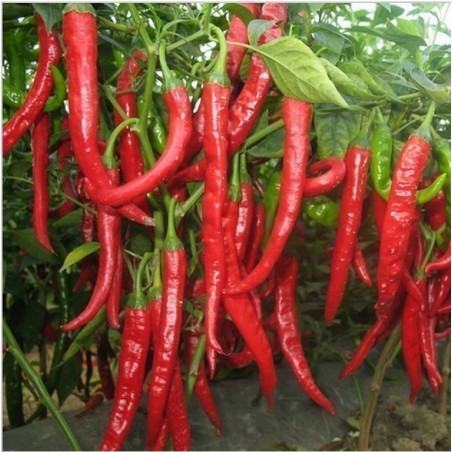Price: €1.65 - Vulkan Hot Chili Seeds - 