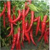Price: €1.65 - Vulkan Chili Samen - 