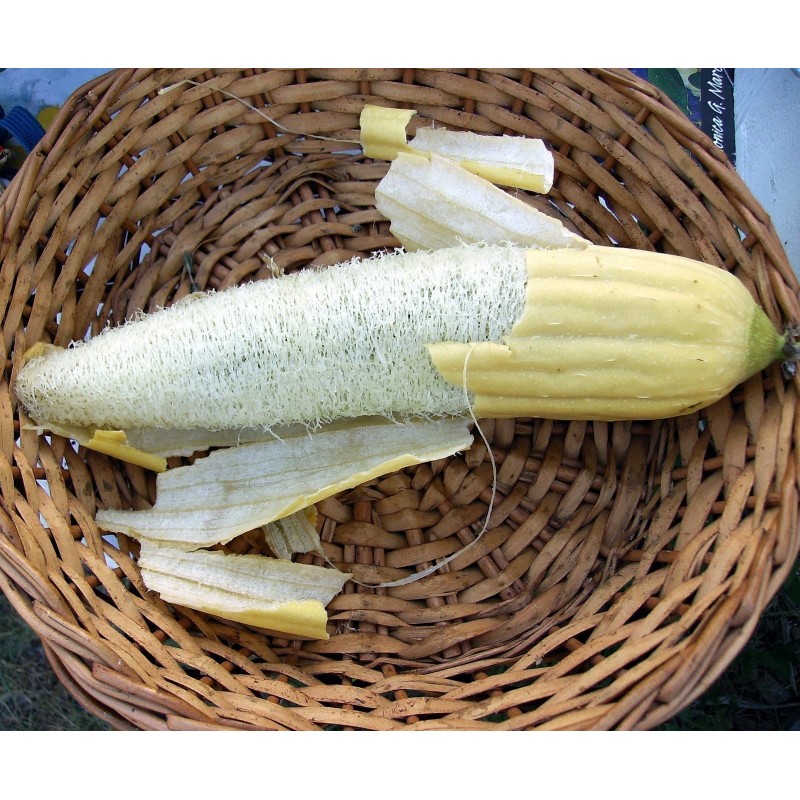 Price: €2.15 - Sementes de Luffa - Esponjaety (Luffa aegyptiaca) - 