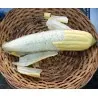 Semi di Spugna Luffa (Luffa aegyptiaca)