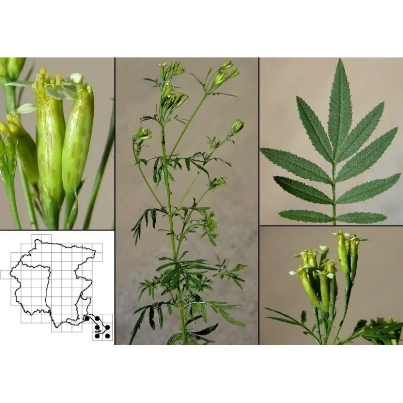 Mexican Marigold, Huacatay Seeds (Tagetes minuta)