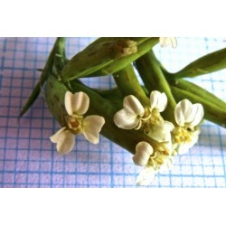 Semi di Huacatay - pianta medicinale (Tagetes minuta L.)