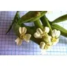 Mexican Marigold, Huacatay Seeds (Tagetes minuta)