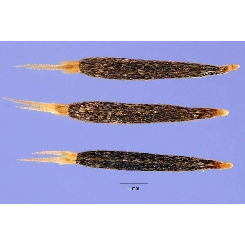Mexican Marigold, Huacatay Seeds (Tagetes minuta)