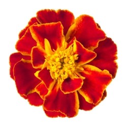 Price: €2.05 - Graines de Huacatay, Nématocide (Tagetes minuta) - 