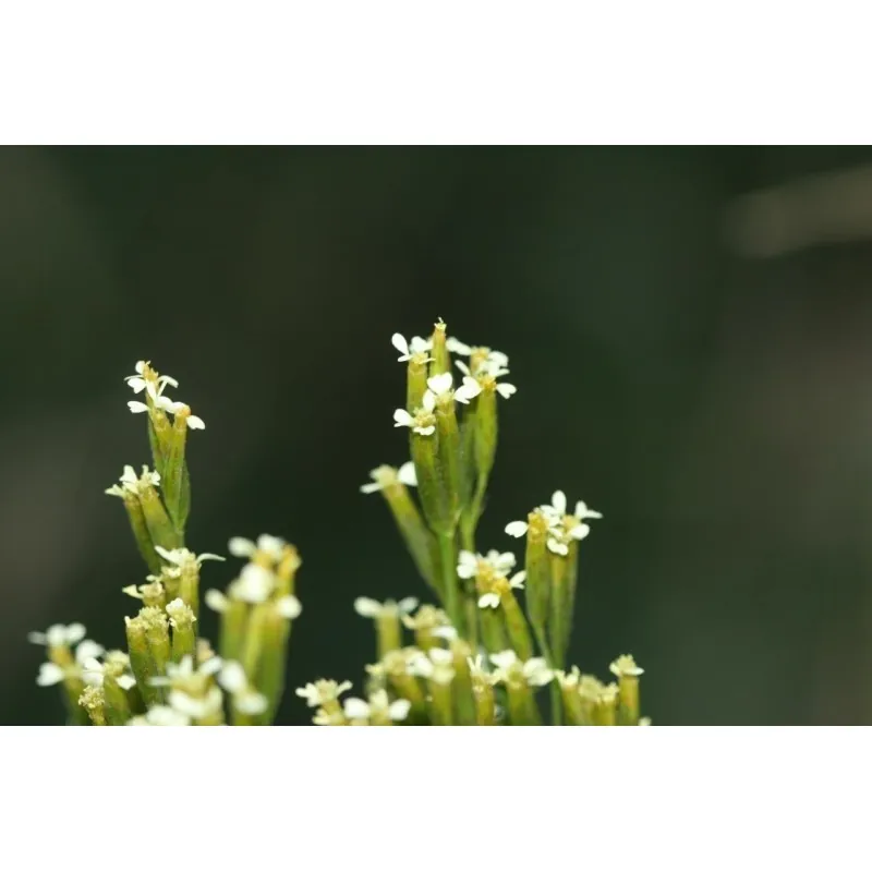 Mexican Marigold, Huacatay Seeds (Tagetes minuta)