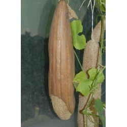 Gourd Seeds Luffa Sponge (Luffa aegyptiaca)