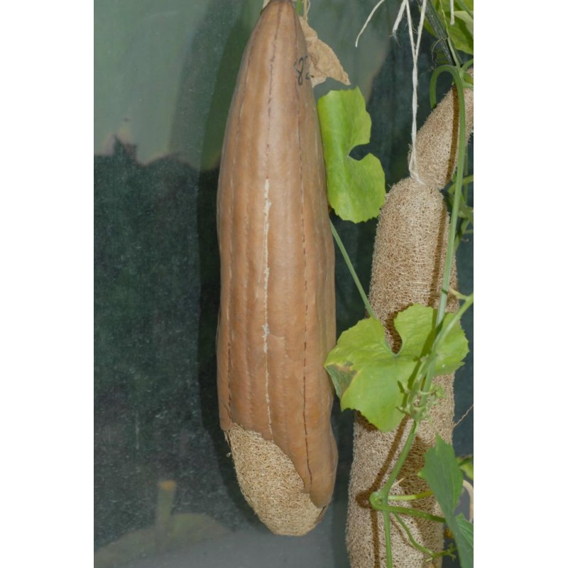 Price: €2.15 - Sementes de Luffa - Esponjaety (Luffa aegyptiaca) - 