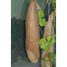 Price: €2.15 - Sementes de Luffa - Esponjaety (Luffa aegyptiaca) - 