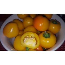 Gelbe süße Chili Samen - Große Früchte