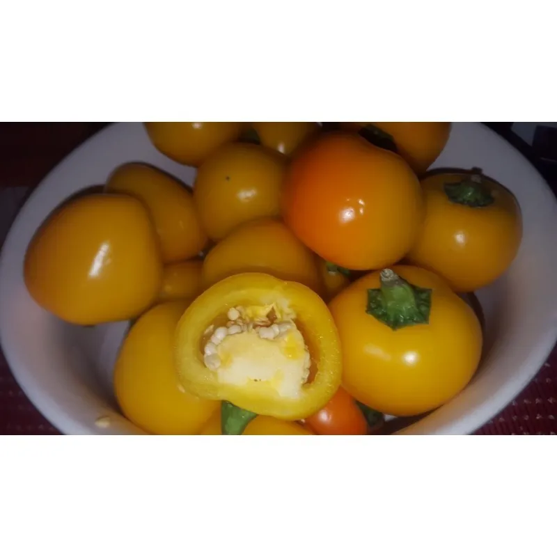 "Jelena" söt gula chili frön - stora frukter