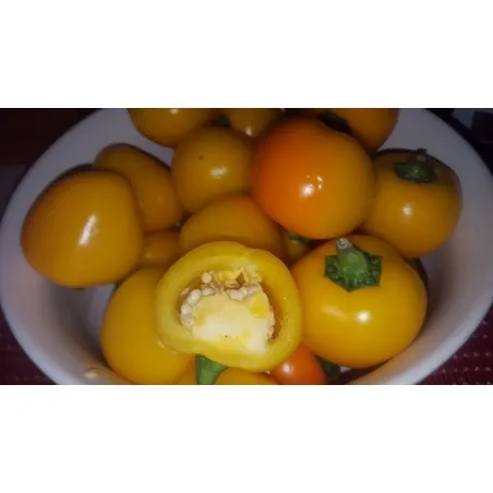 "Jelena" söt gula chili frön - stora frukter