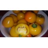 Semillas de Chile amarillo dulce "Jelena" - Frutas grandes