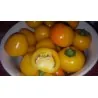 "Jelena" Yellow Sweet Pepper Seeds - large fruits