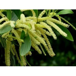 Sementes de Acácia Australiana ( Acacia mangium)