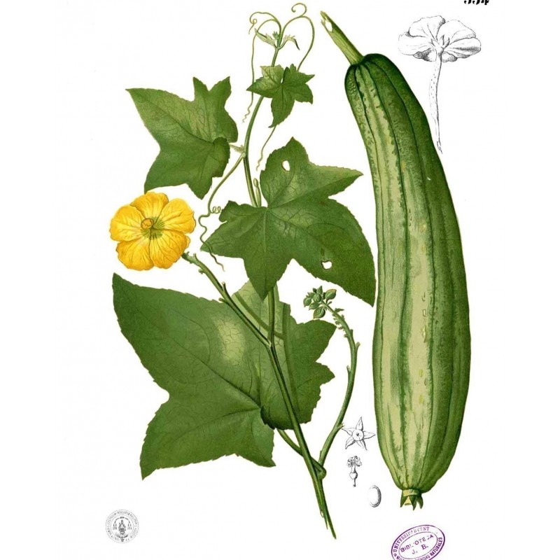 Price: €2.15 - Sementes de Luffa - Esponjaety (Luffa aegyptiaca) - 