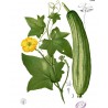 Price: €2.15 - Sementes de Luffa - Esponjaety (Luffa aegyptiaca) - 