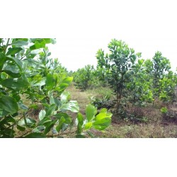 Semillas de Acacia mangium