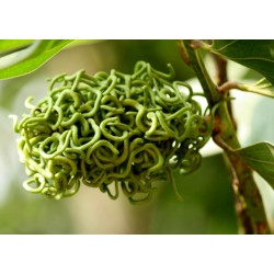 Forest Mangrove Fröer (Acacia mangium)