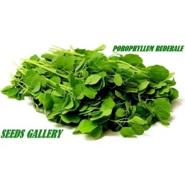 Bolivian Coriander - Papalo Seeds (Porophyllum ruderale) - 2.025