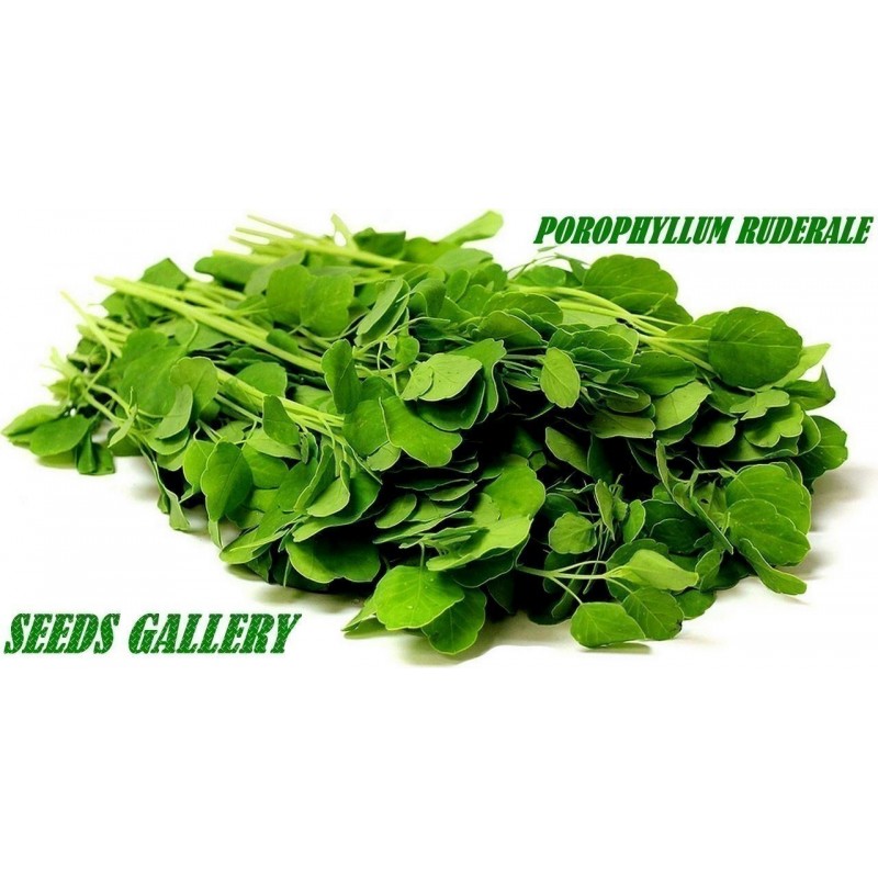 Price: €2.25 - Semillas de Pápalo - Cilandro Boliviano (Porophyllum ruderale) - Unbranded