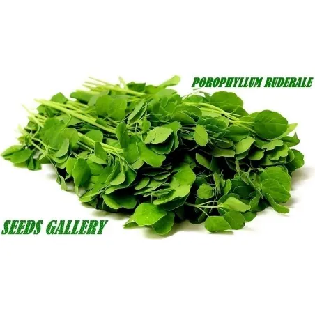 Semillas de Pápalo - Cilandro Boliviano (Porophyllum ruderale)