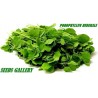 Price: €2.25 - Papalo - Bolivianska koriander Frö (Porophyllum ruderale) - Unbranded