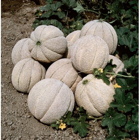 Price: €2.15 - Superstar Melon Seeds - 