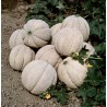 Price: €2.15 - Superstar Melonen Samen - 