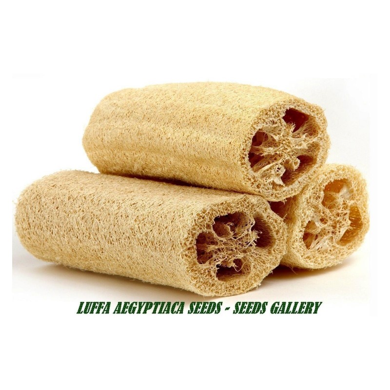 Graines Courge Eponge (Luffa aegyptiaca)