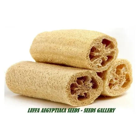 Sementes de Luffa - Esponjaety (Luffa aegyptiaca)