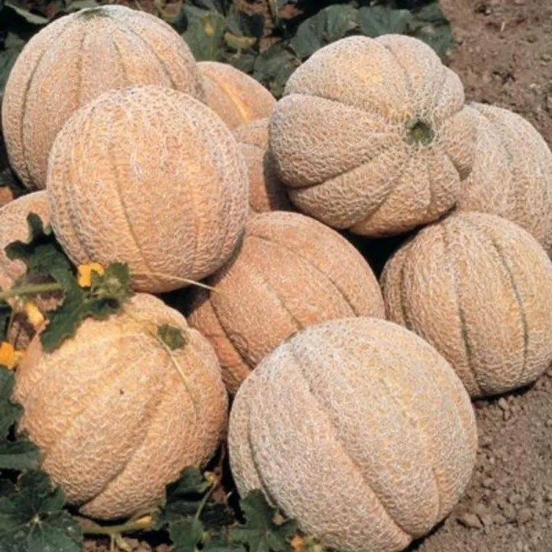 Graines de Melon Superstar