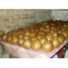 Price: €3.75 - Semi di Borojoa (Alibertia patinoi) - 