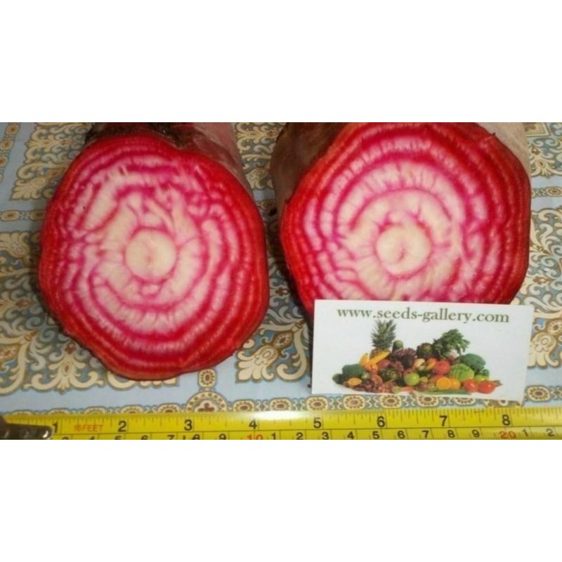 Graines Exotiques Betterave 'Chioggia'