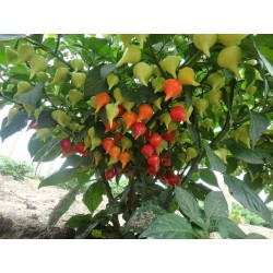 BIQUINHO - CHUPETINHO Red or Yellow Hot Pepper Seeds