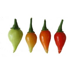 Σπόροι Τσίλι - πιπέρι Chupetinho - Biquinho κόκκινο