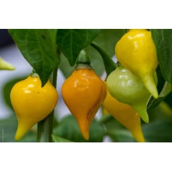 BIQUINHO - CHUPETINHO Red or Yellow Hot Pepper Seeds