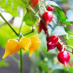 Sementes De Pimenta Chupetinho - Biquinho Vermelho ou Amarelo