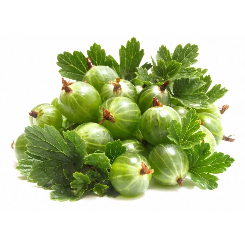 Beli Ogrozd Seme (Ribes uva-crispa)