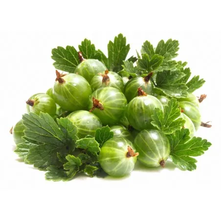 Stachelbeere Weiß Samen (Ribes uva-crispa)
