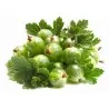Sementes de Groselheira Branco (Ribes uva-crispa)
