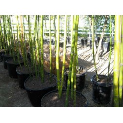 Sementes de Bambu Gigante Madake (Phyllostachys bambusoides)
