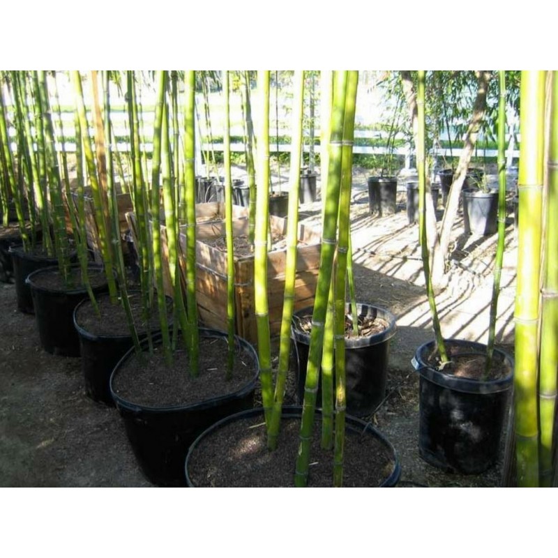 Price: €1.95 - Madake Jätte Bambu Fröer (Phyllostachys bambusoides) - 